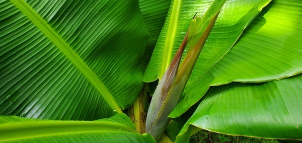 Banana blossom