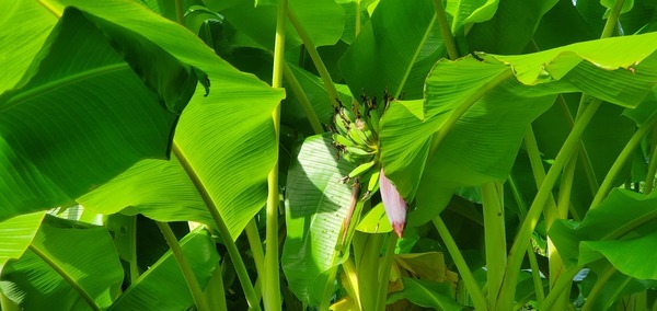 Banana fruit