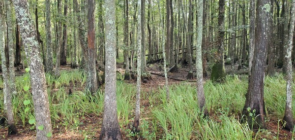 [Cypress swamp with Honeybun and Blondie]