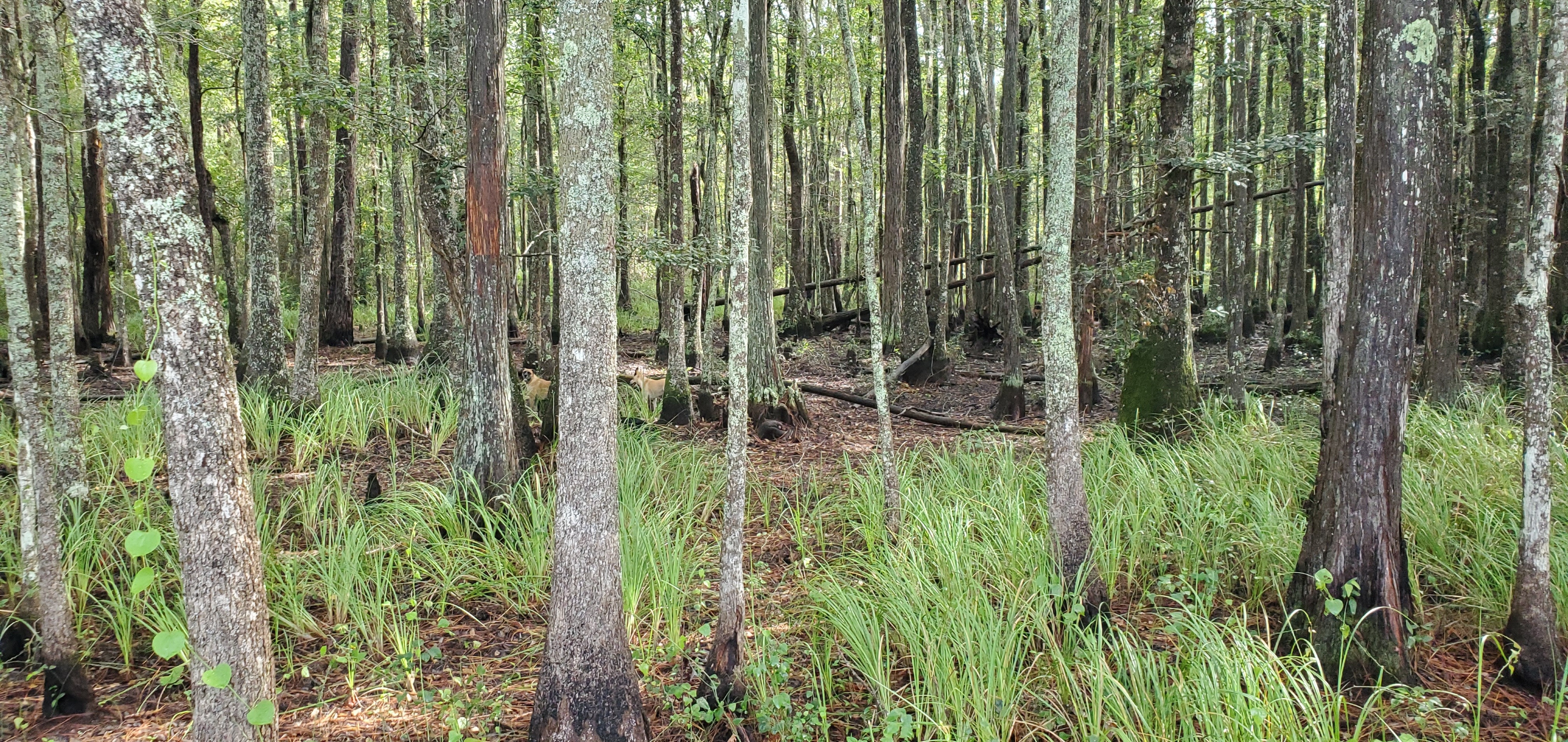 Cypress swamp with Honeybun and Blondie