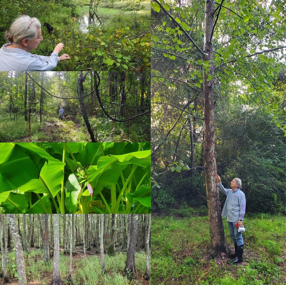 Grapes, sycamore, banana, cypress swamp