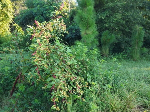 [Pokeberry with more longleaf and chinaberry]