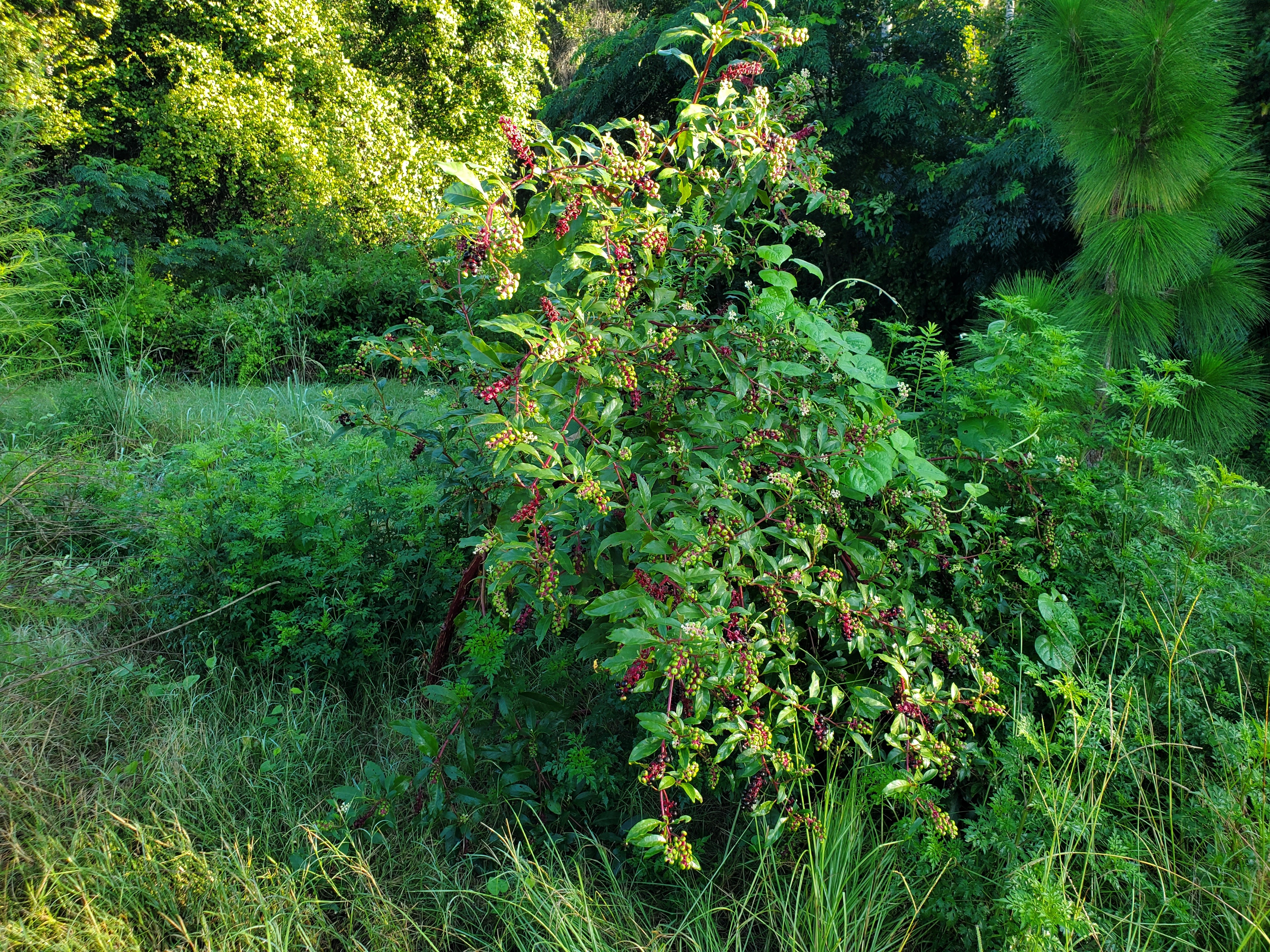 Pokeberry with longleaf and chinaberry