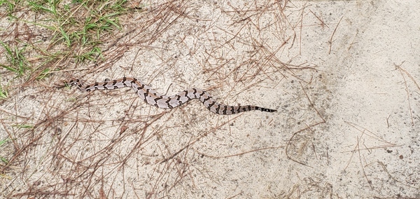 [Canebrake rattlesnake]