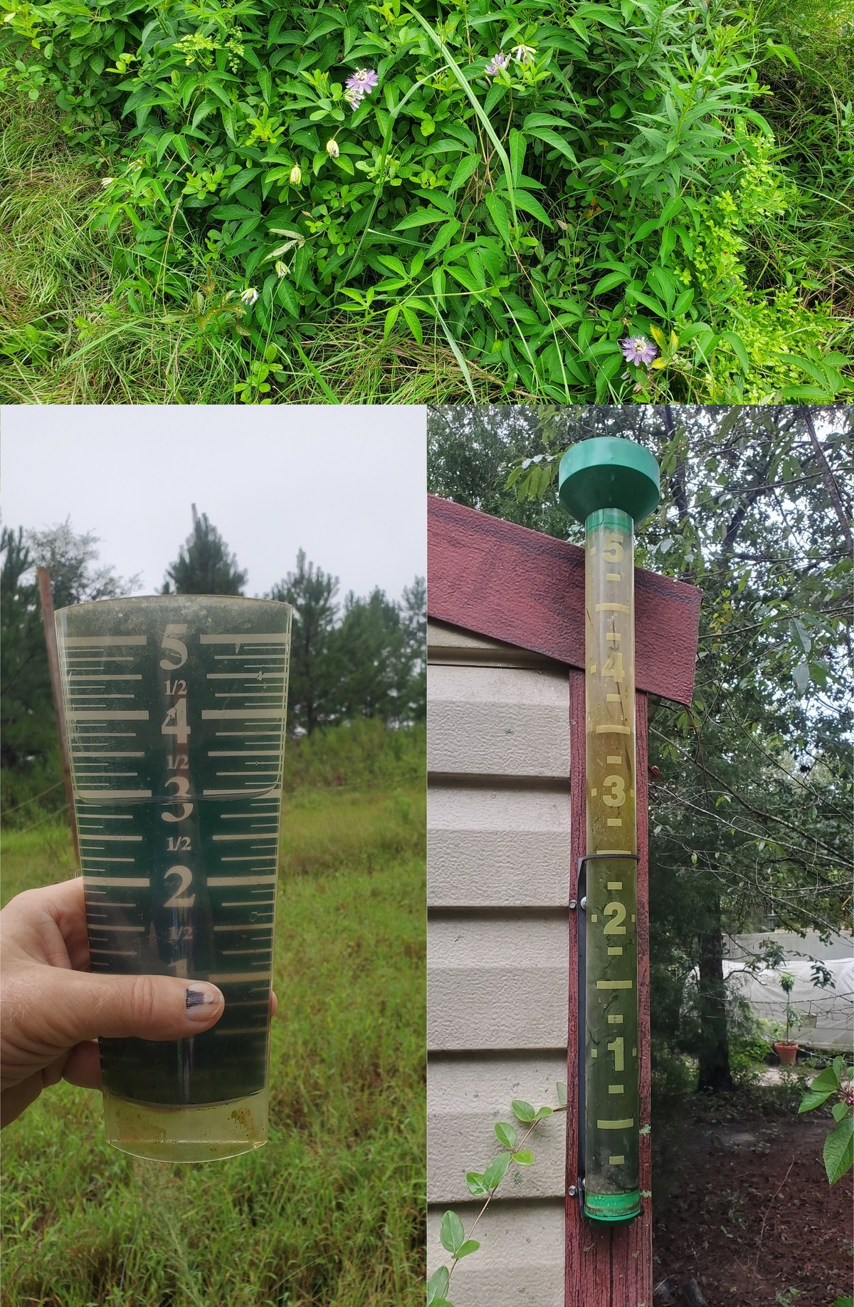 Maypops, rain gauges