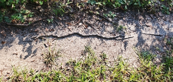 Oak snake