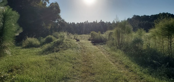 [Dogs, dog fennel, longleaf, sun: Honeybun and Arrow]