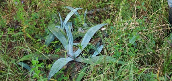 Mold on century plant