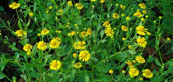 Common sneezeweed, Helenium autumnale