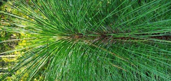 [Longleaf pine, Pinus palustris]
