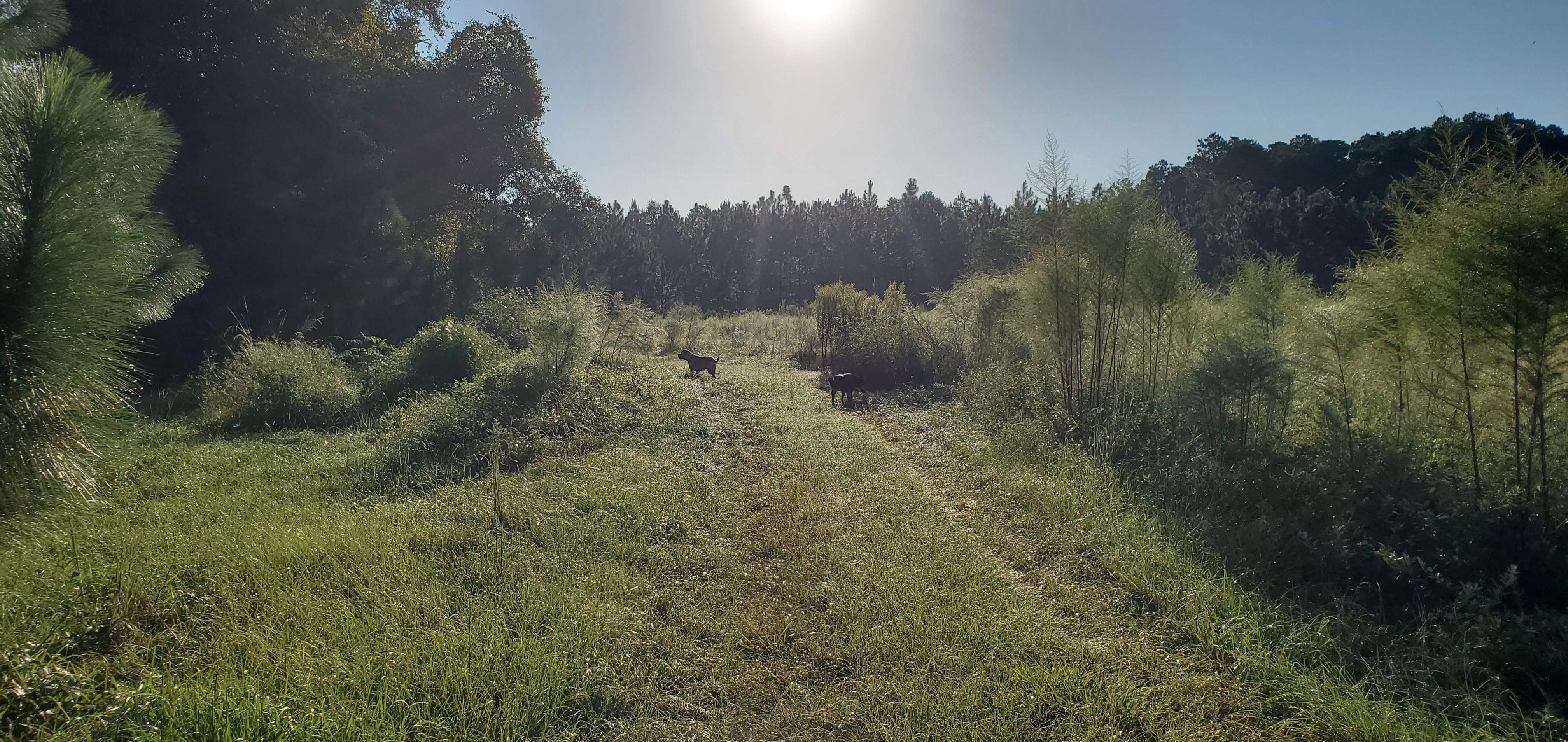 Dogs, dog fennel, longleaf, sun: Honeybun and Arrow