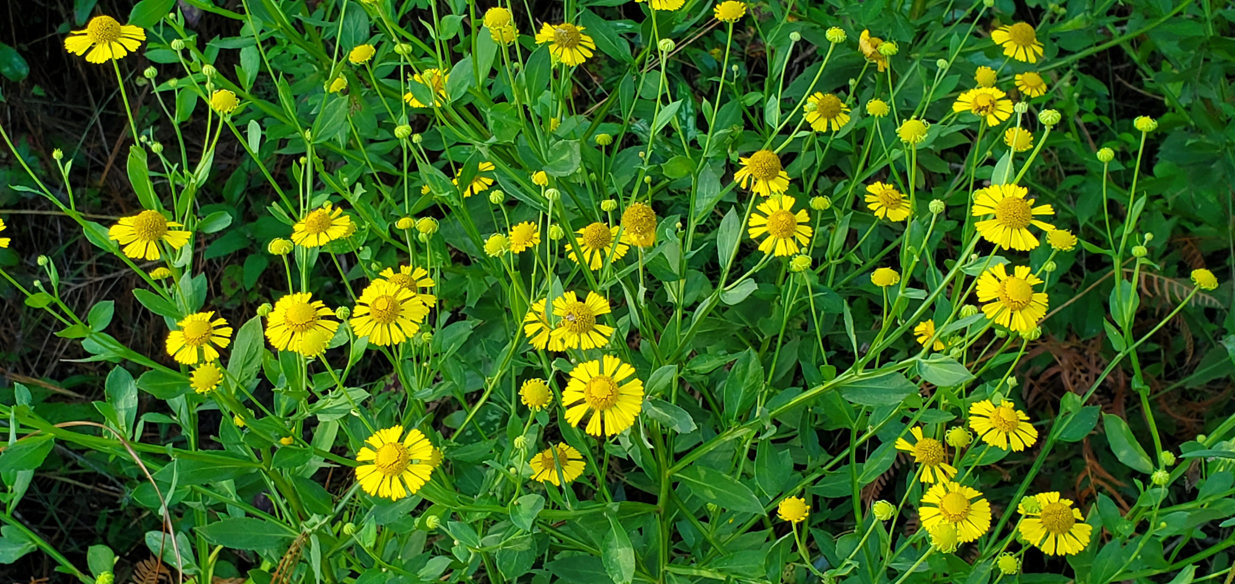 Common sneezeweed, Helenium autumnale