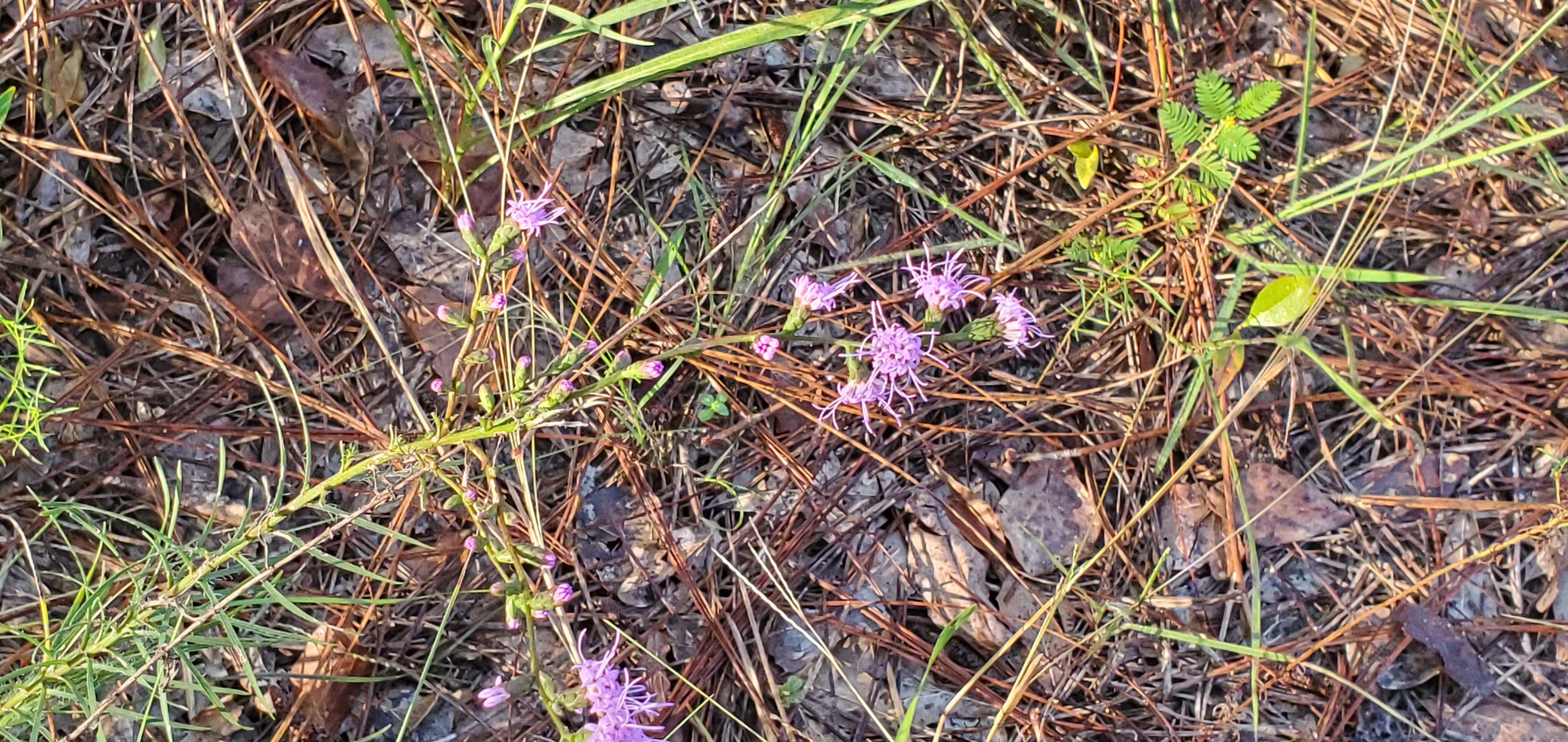 How about this purple flower?