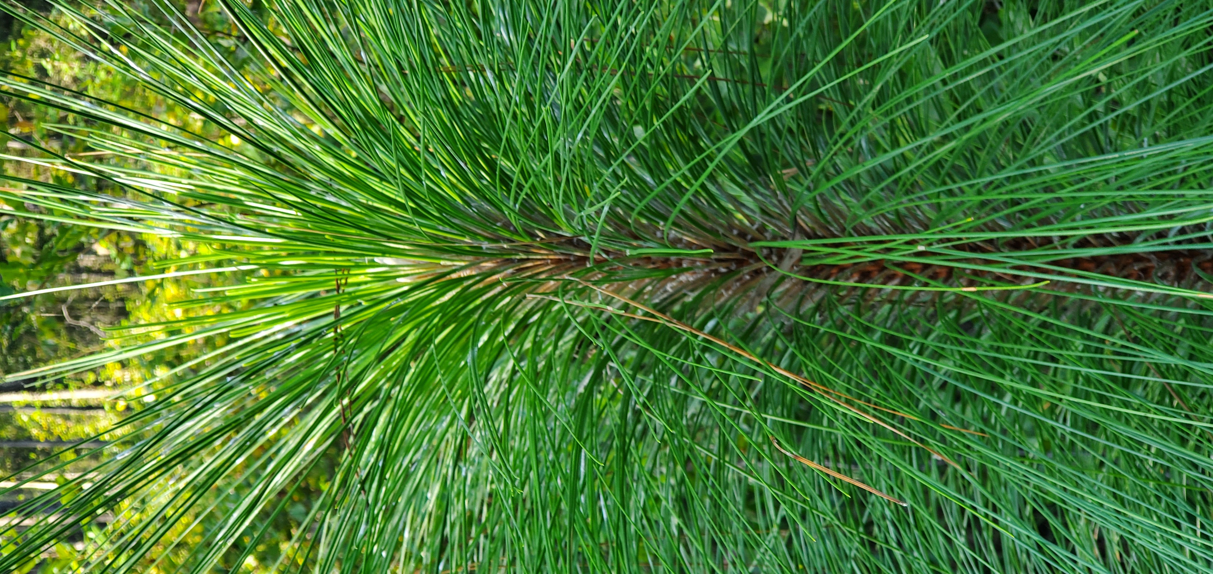 Longleaf pine, Pinus palustris