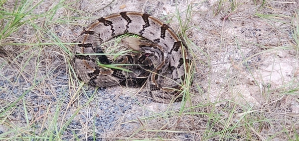 Canebrake rattlesnake, Crotalus horridus