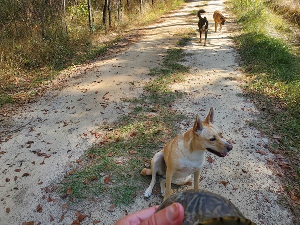 Box turtle, Blondie, Arrow, Honeybun