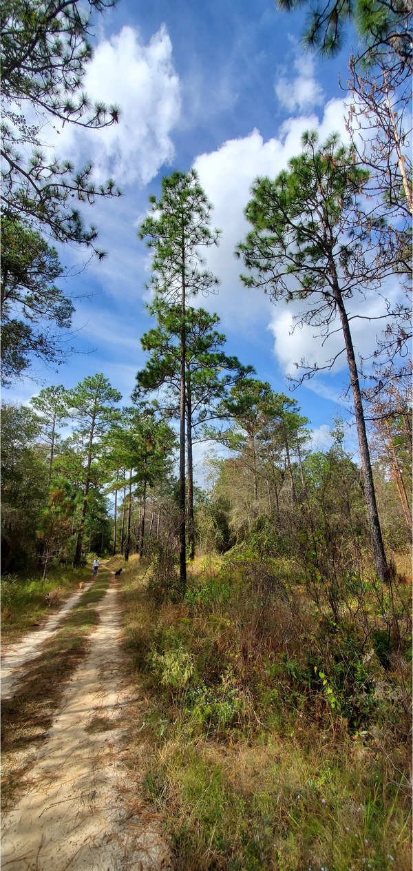 Driveway longleaf