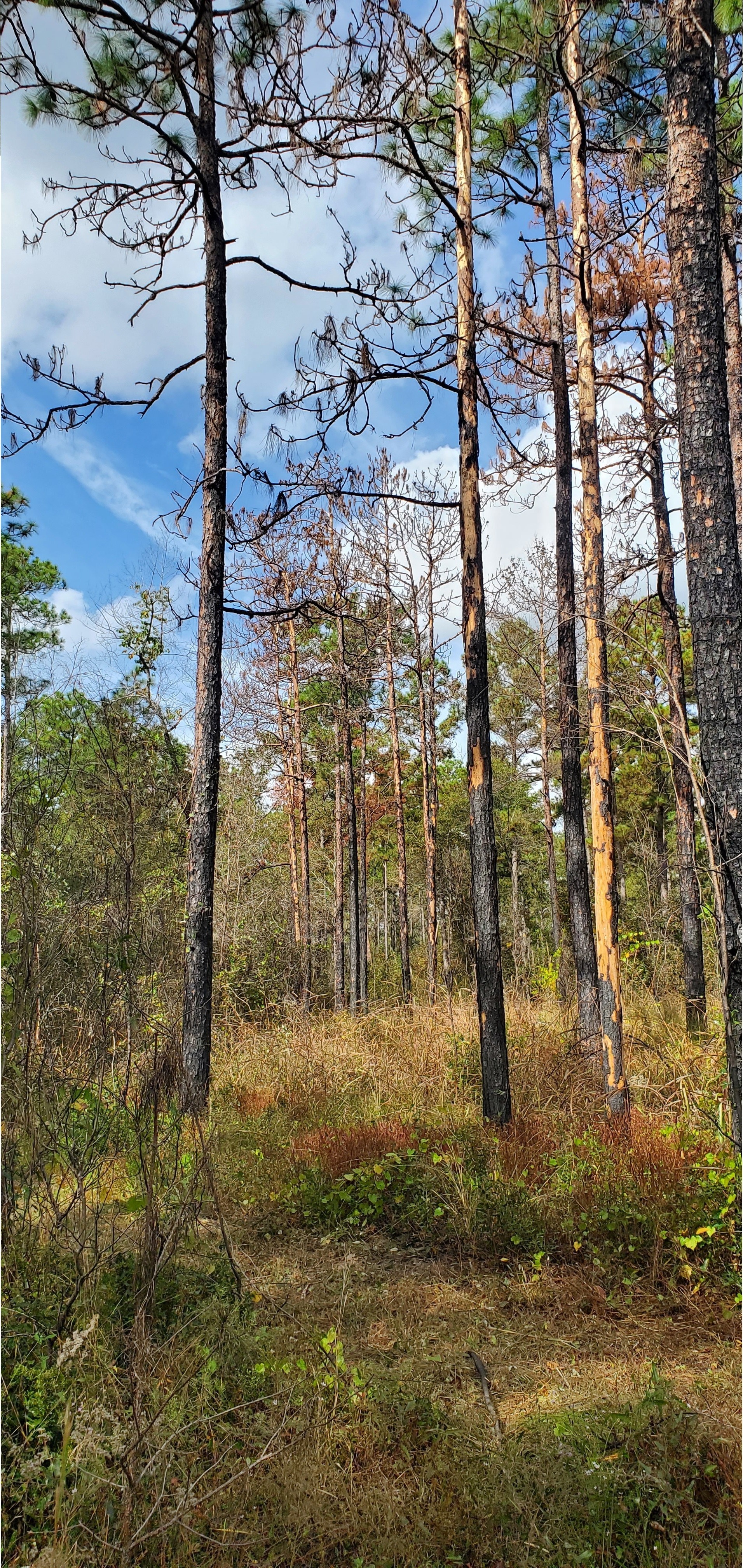 Lightning-struck trees