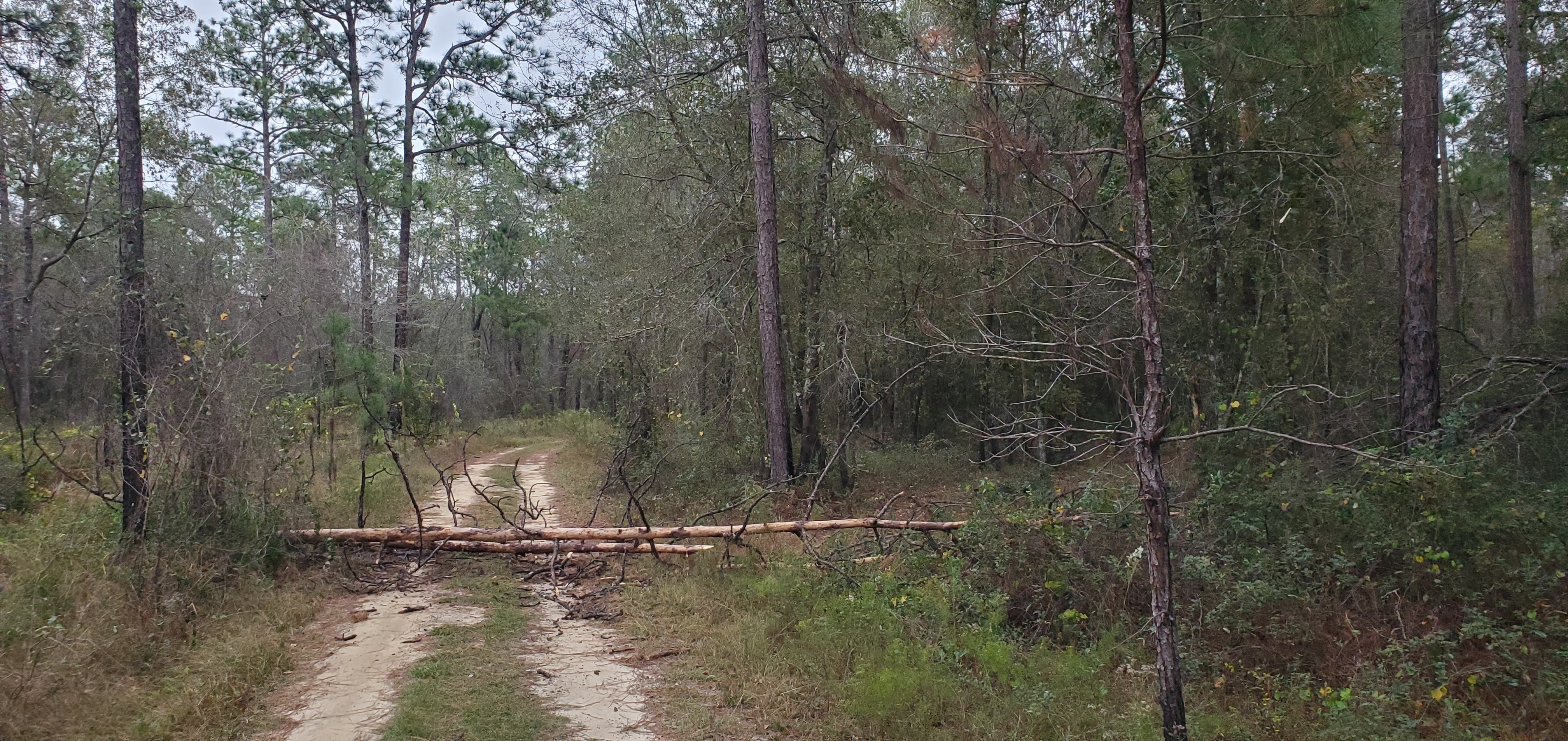 Deadfalls in driveway