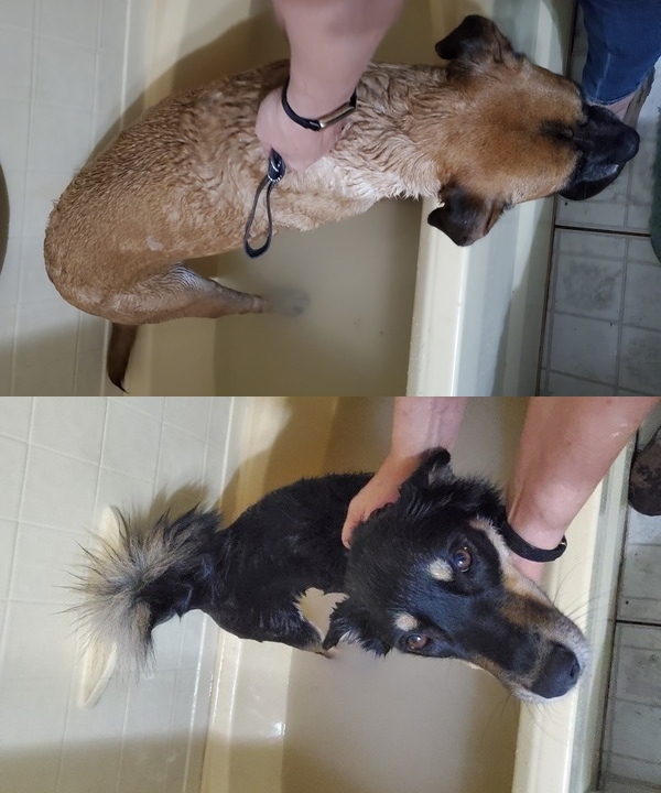 Honeybun and Arrow in the bathtub