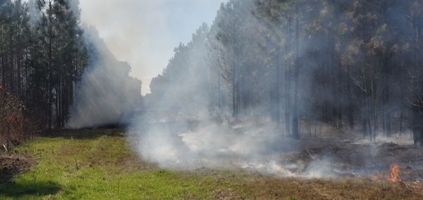 Pipeline grass burning