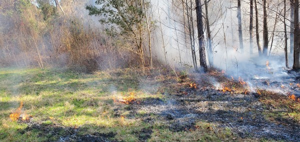 Burned around the last east tree