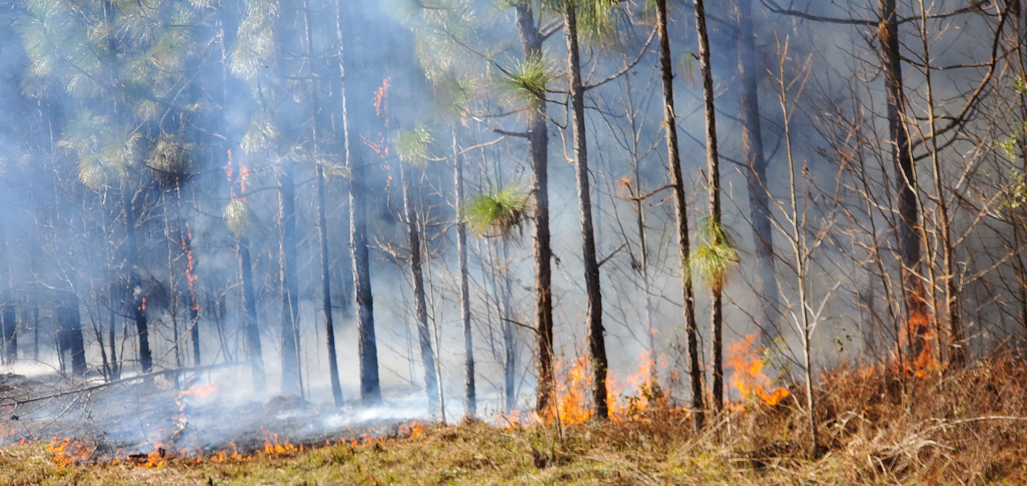 Fire ran up a few trees