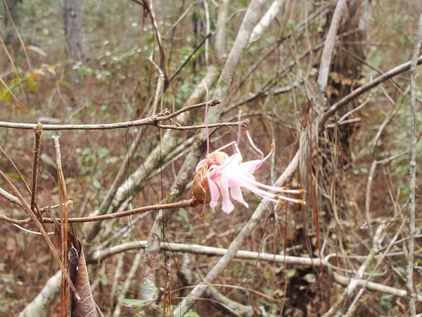 [Wild Azalea, Rhododendron canescens,]