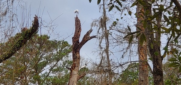 Wood Storks, Mycteria Americana