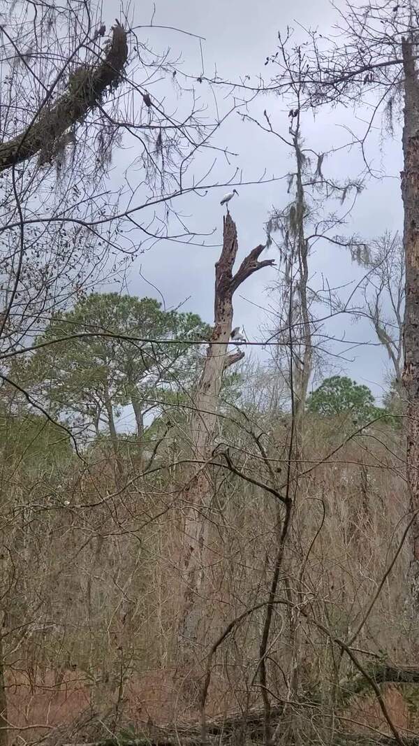 [Movie: Preening Wood Storks (21M)]