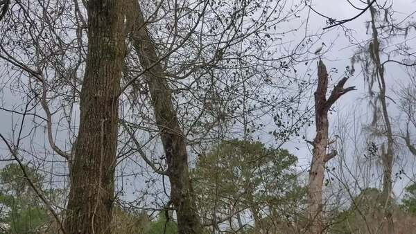 [Movie: Wood Storks and beaver pond (36M)]