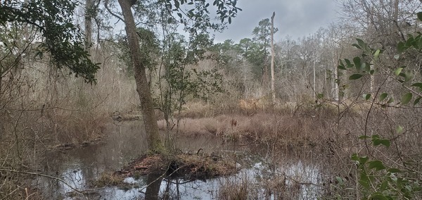 [Another beaver pond]