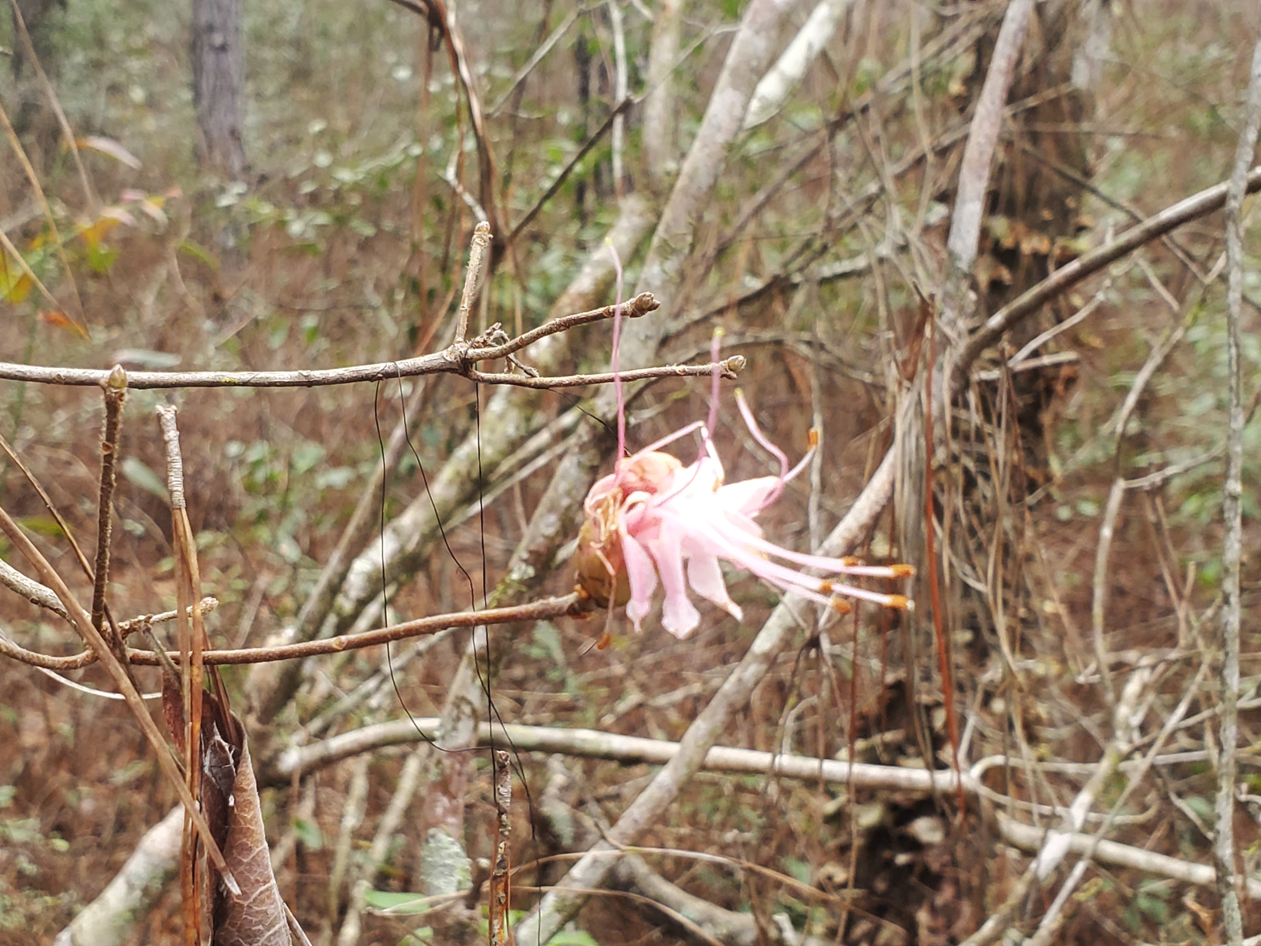 Wild Azalea, Rhododendron canescens,