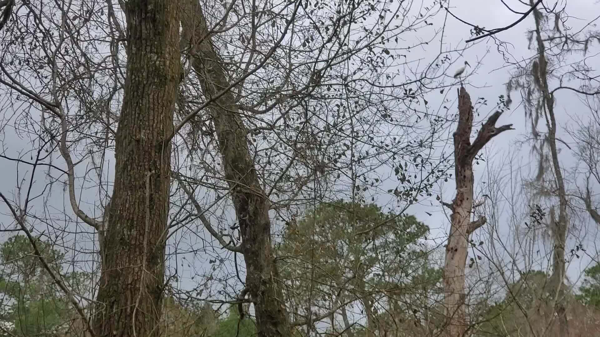 Movie: Wood Storks and beaver pond (36M)
