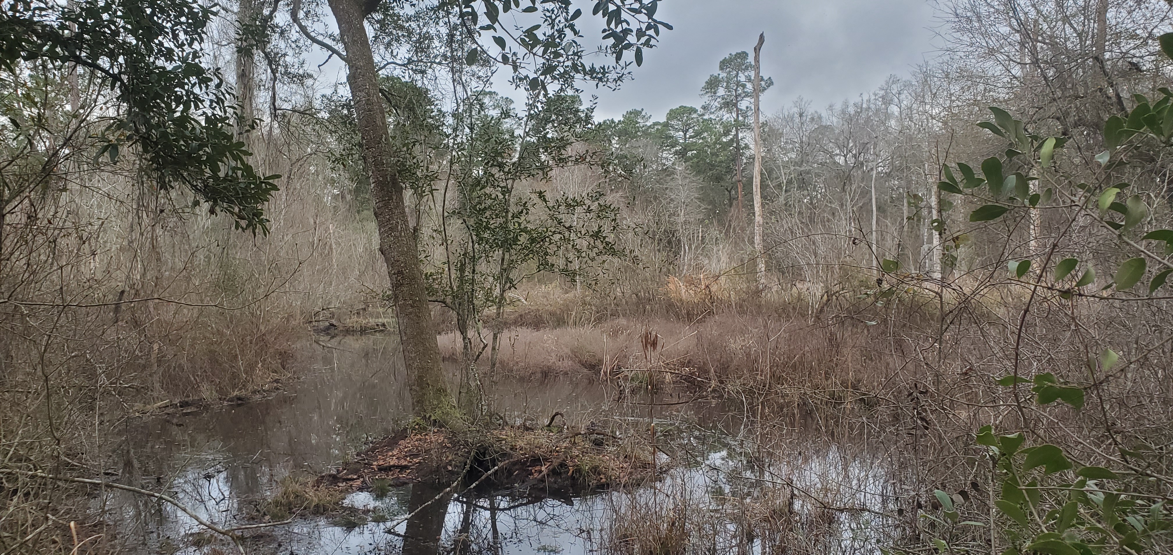 Another beaver pond