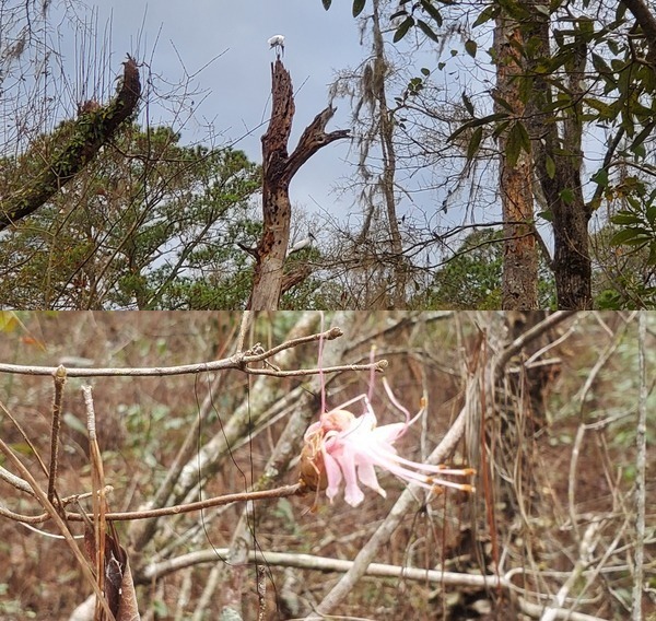 [Wood Storks and Wild Azalea, OPF 2023-01-31]