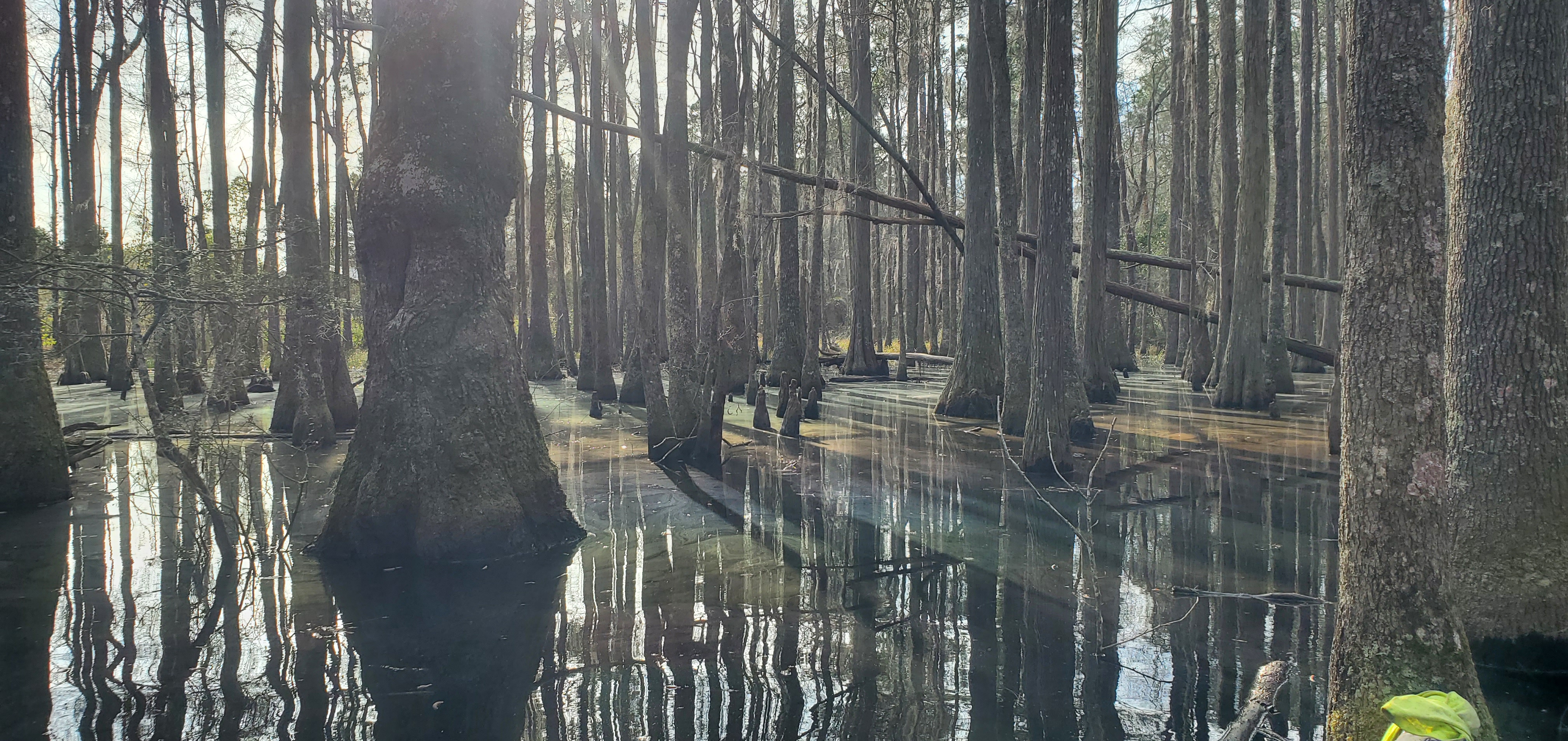 Rainbows across the swamp