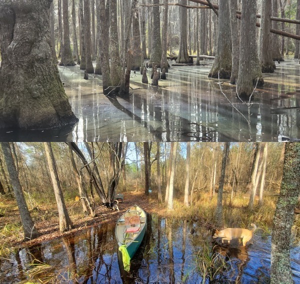 Dogs, rainbows in the cypress swamp 2023-02-17
