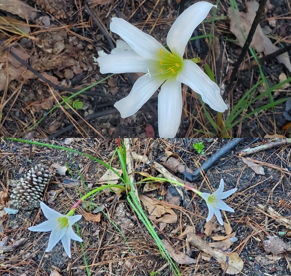 One and two Treat's Rain Lilies @ OPF 2023-02-18