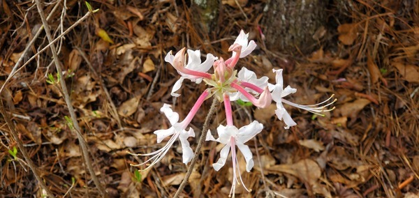 [Rhododendron canescens]