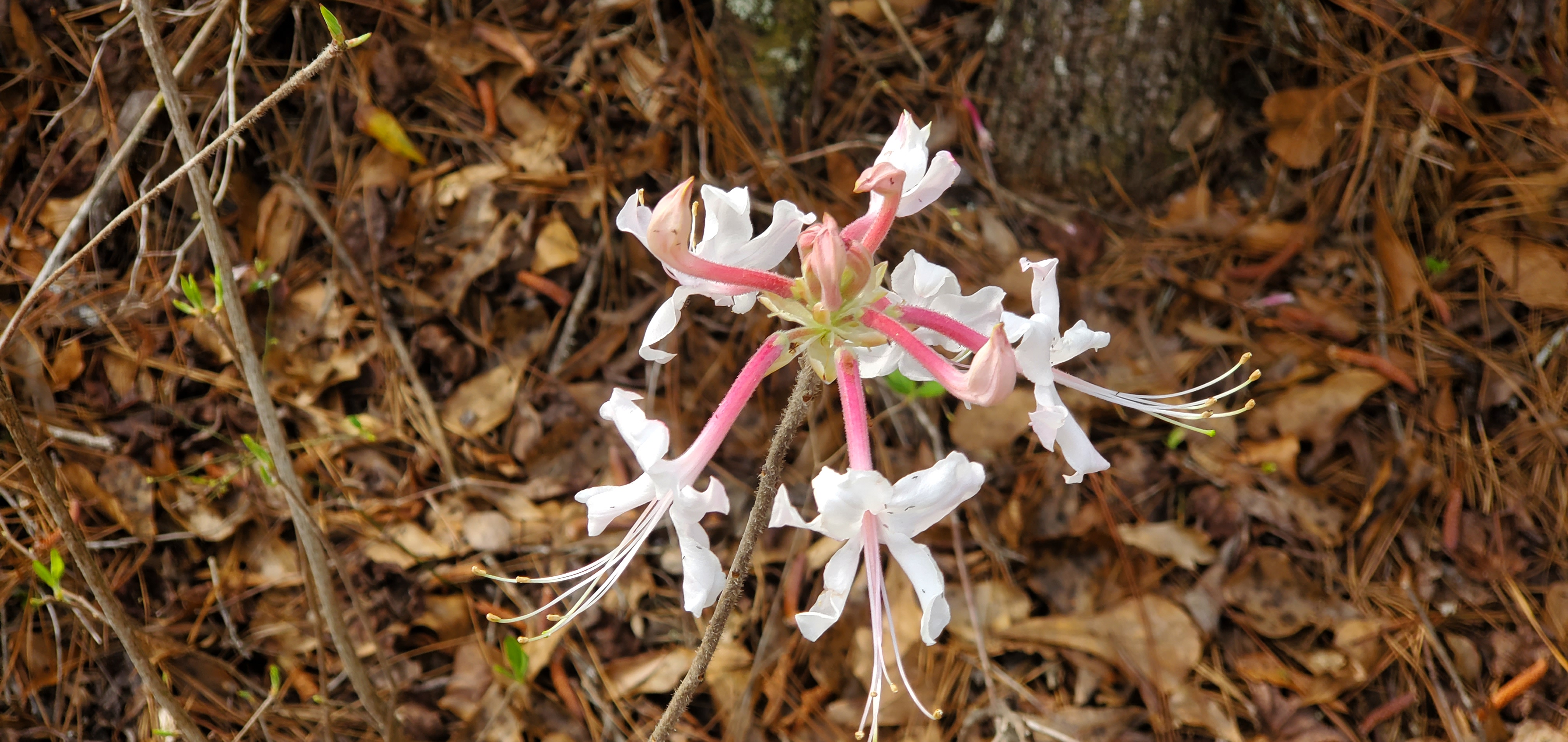 Rhododendron canescens