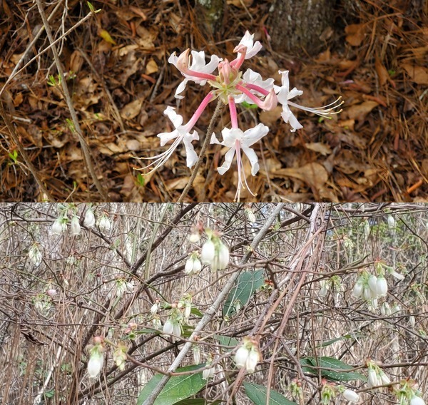 Wild Azalea and Huckleberry @ OPF 2023-02-24