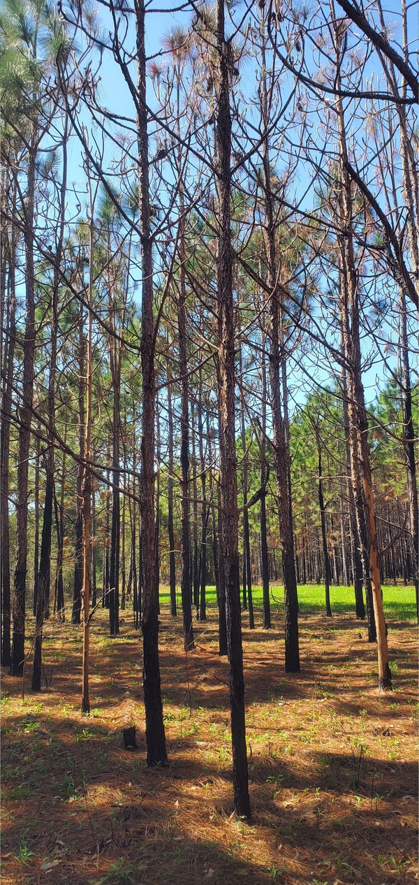 [A few dead trees, most candling]