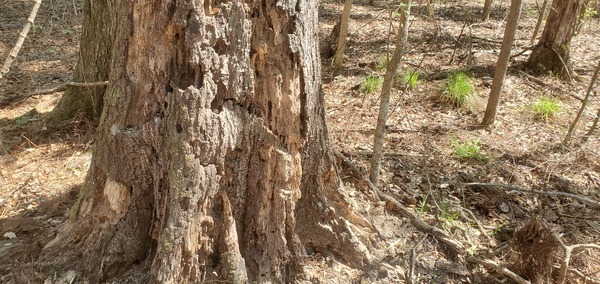 Woodpeckers like this old oak