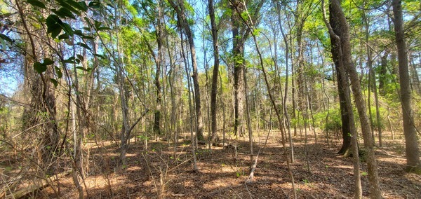 Hardwood clearing