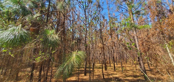 [Longleaf candling]