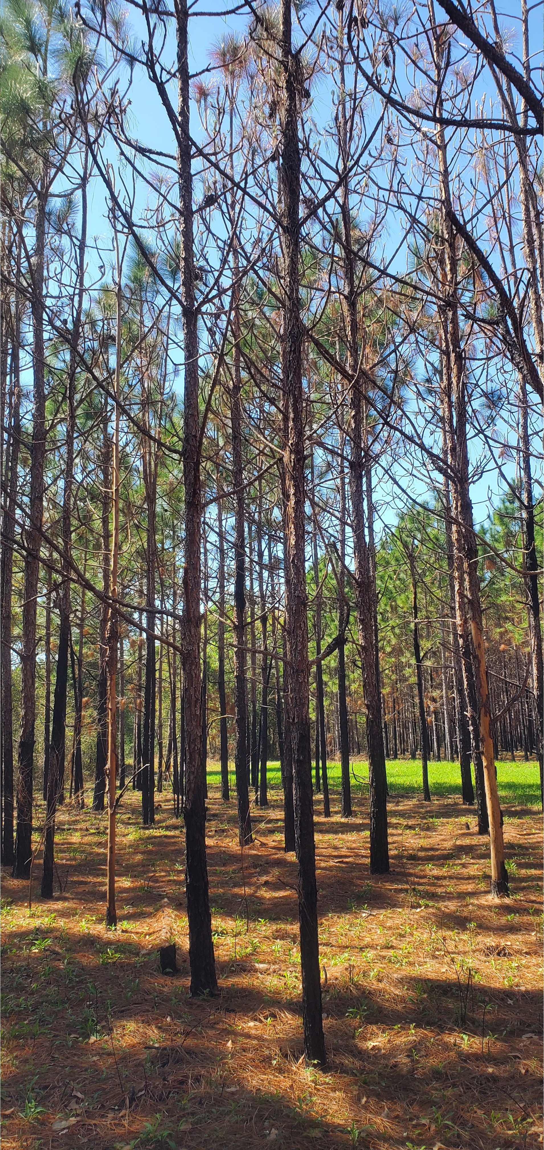 A few dead trees, most candling