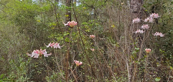 [Wild azaleas]