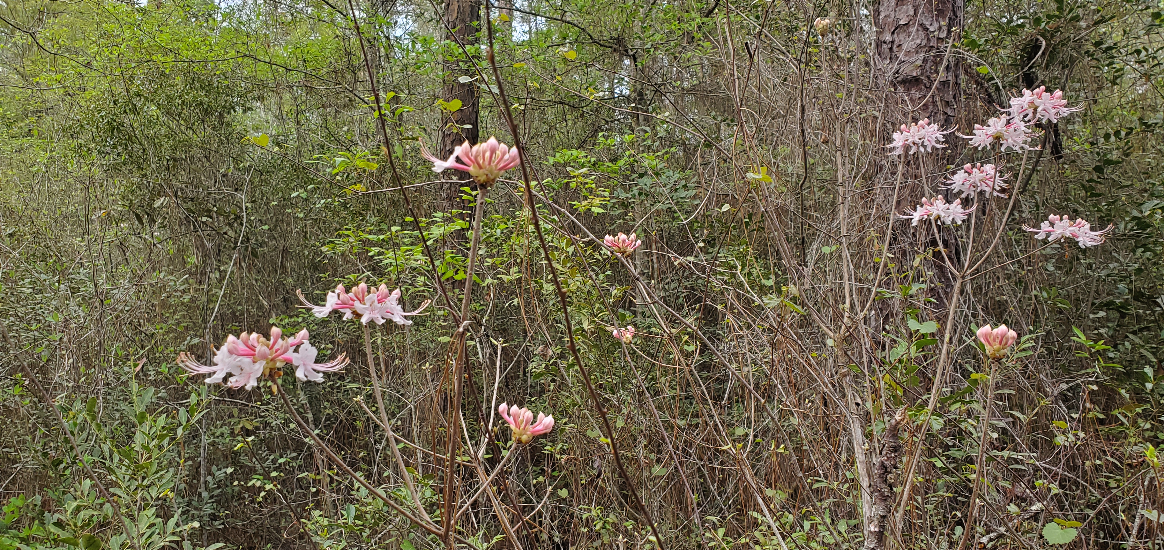 Wild azaleas