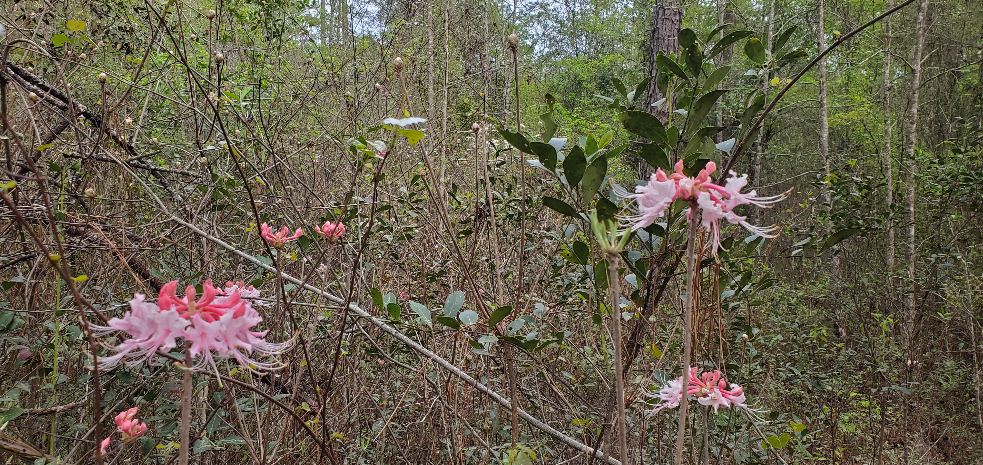 pink Rhododendron Canescens
